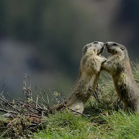 Holzschnitzers Lejlighed