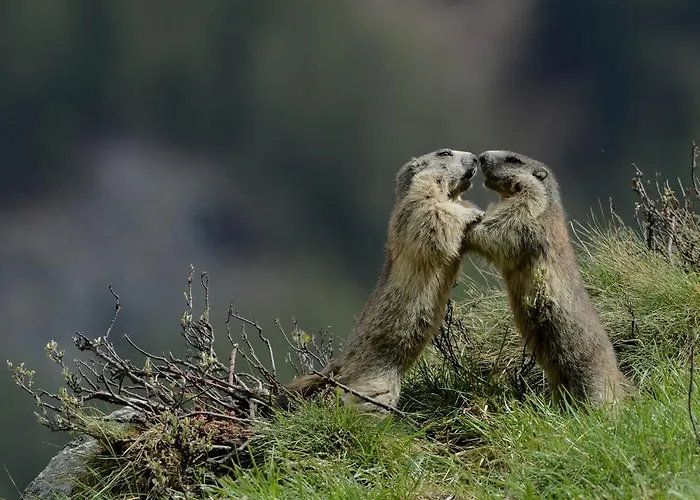 Holzschnitzers Appartement